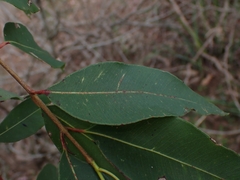 Angophora floribunda