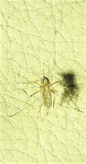 Aedes vittiger