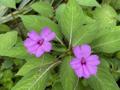 Impatiens platypetala