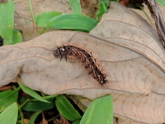 Creatonotos transiens