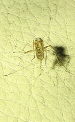 Aedes vittiger