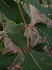 Angophora floribunda