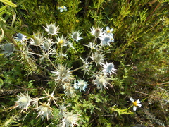 Eryngium heterophyllum