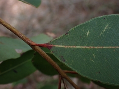 Angophora floribunda