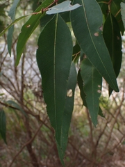 Angophora floribunda