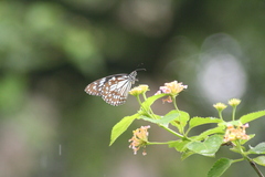 Tirumala limniace