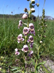Angelonia integerrima