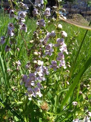 Angelonia integerrima