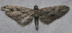 Eupithecia oxycedrata