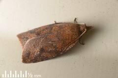 Planotortrix