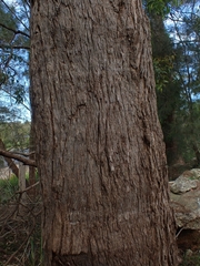 Angophora floribunda