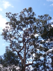 Angophora floribunda
