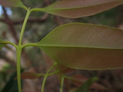 Angophora floribunda