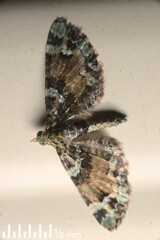 Pasiphila bilineolata