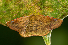 Thyrididae