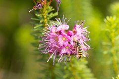 Dolichovespula arenaria