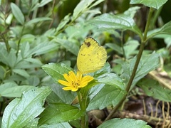 Eurema blanda