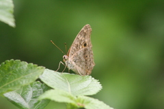 Junonia lemonias
