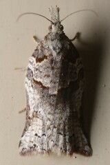 Harmologa amplexana
