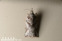 Harmologa amplexana