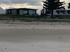 Sterna striata striata