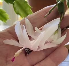 Schlumbergera