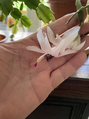Schlumbergera