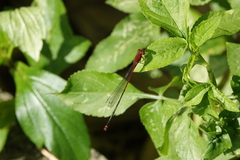 Pseudagrion pilidorsum