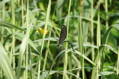 Matrona cyanoptera