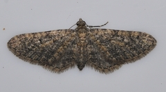 Eupithecia orana