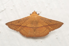 Striglina