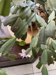 Schlumbergera