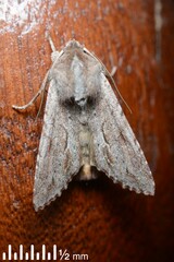 Ichneutica ustistriga