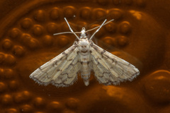 Lamprosema tampiusalis