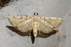 Lamprosema tampiusalis