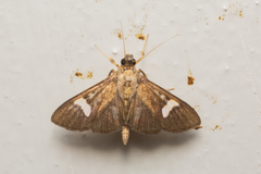 Nosophora