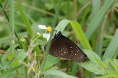 Euploea mulciber barsine