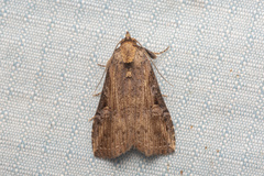 Lophoptera