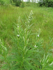 Artemisia vulgaris kamtschatica
