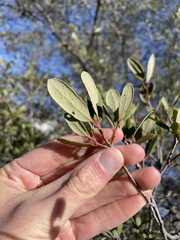 Quercus × acutidens