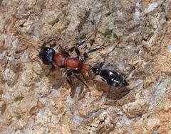 Tetraponera rufonigra