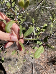 Quercus × acutidens