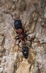 Tetraponera rufonigra