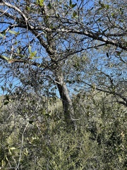 Quercus × acutidens