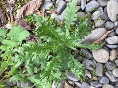Senecio esleri