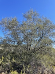 Quercus × acutidens
