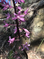 Dipodium roseum