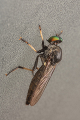 Ommatiini