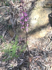 Dipodium roseum