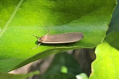 Palaeosia bicosta